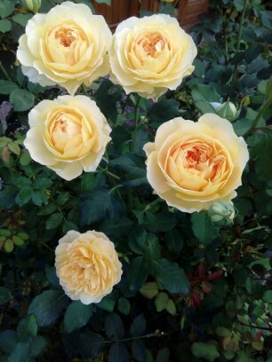 Blumen und Landschaft