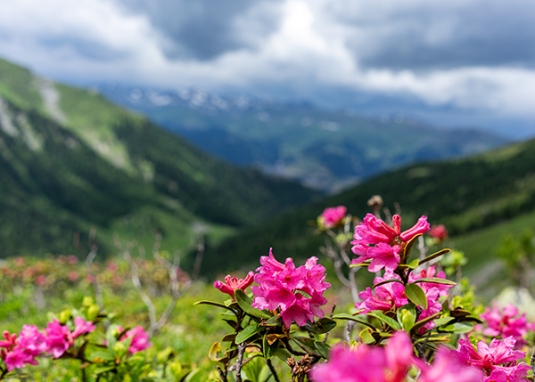rosa Blüten im Fordergrund, im Hintergrund Alpenberge
