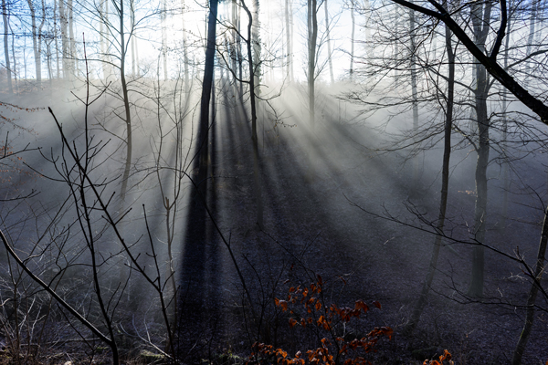 Sonnenstrahlen im Wald