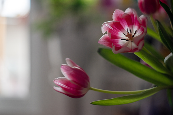Zwei Tulpen in der Farbe rot im Gegenlicht