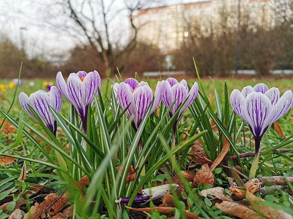 Weiß-lila gestreifte Krokussen und im Hintergrund Neubauten