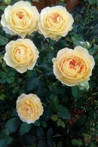 Blumen und Landschaft