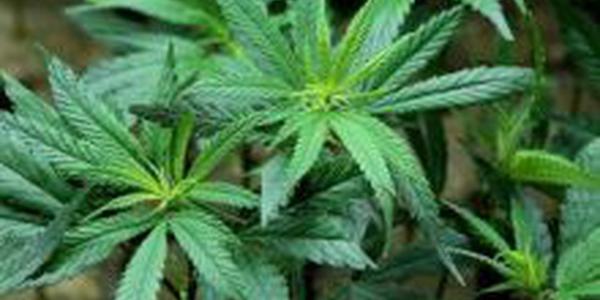 Cannabis-Pflanze