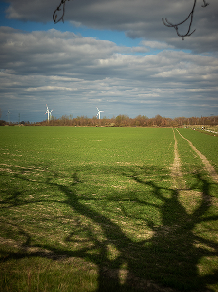 Schatten eines Baumes auf dem grünen Feld