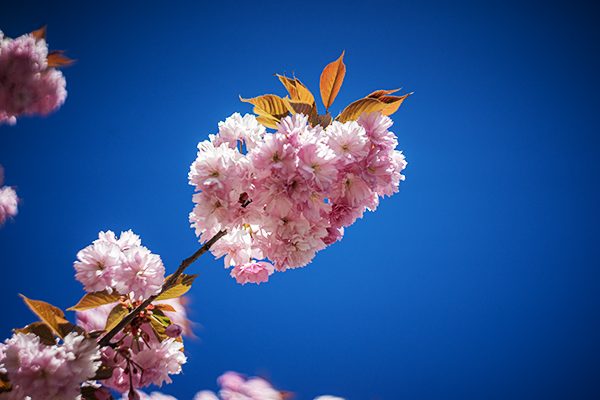 Japanische Kirschblüte. Blauer Himmel ist Hintergrund.