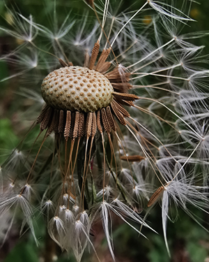 Pusteblume