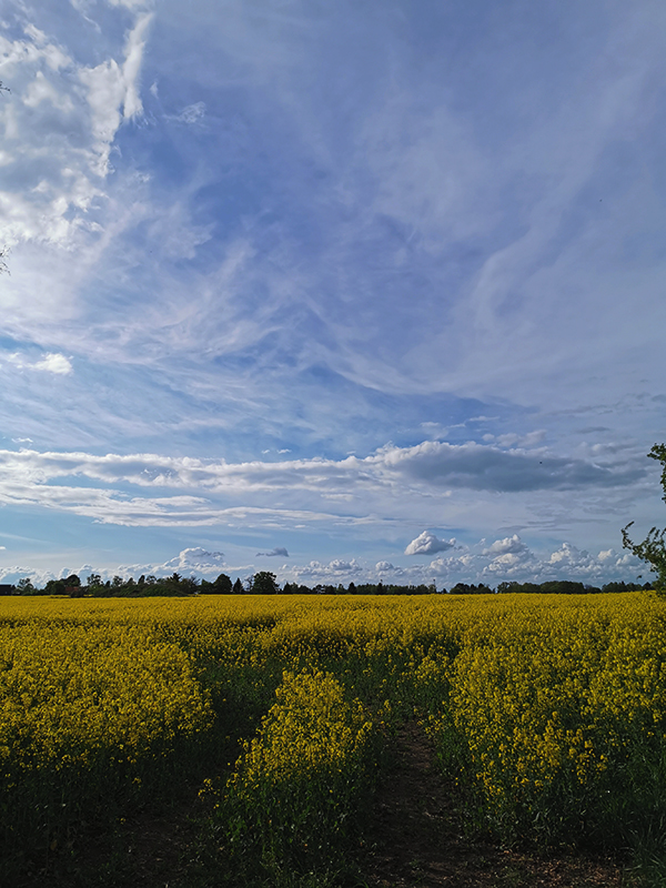 Rapsfeld
