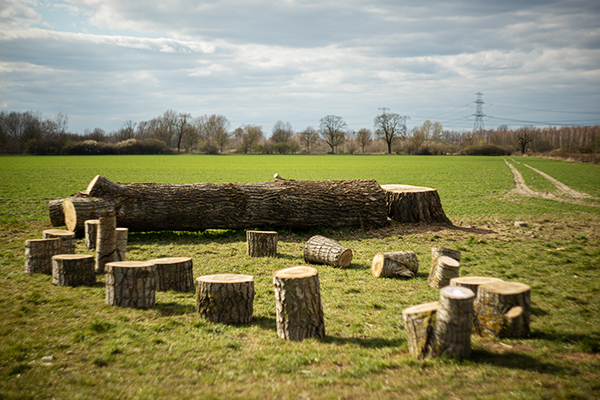 Baumstamm und viele Baumstümpfe
