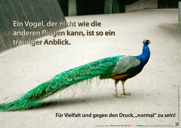 24. Poster der Woche: Ein Pfau