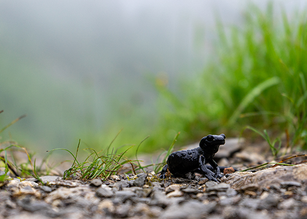 Schwarzer Alpensalamander