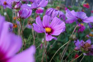 Blüten der Cosmea Rosa-Lila mit gelben Blütenkorb
