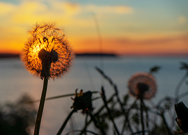 Die Sonne beim Sonnenuntergang durch die Pusteblume zu sehen