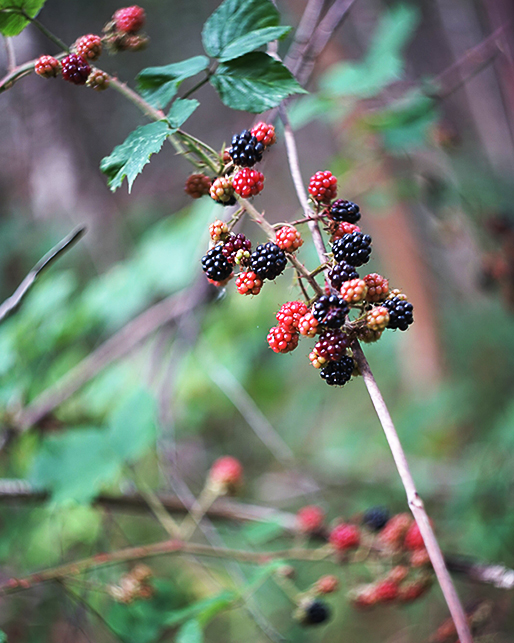 Brombeeren