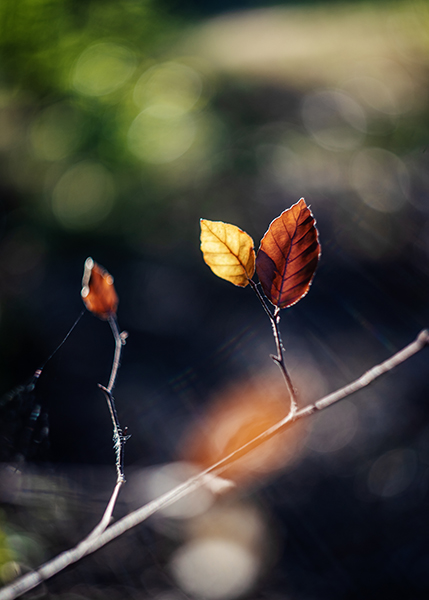 Herbstlich gelbe Blätter auf einem Zweig