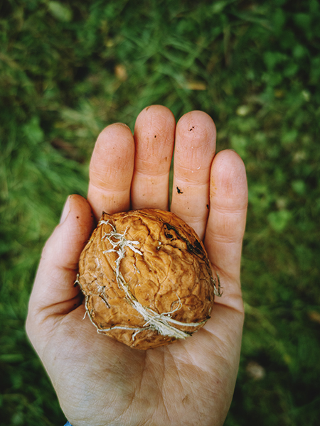 Eine große Walnuss in der Hand