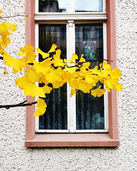 Goldener  Ginkgozweig
