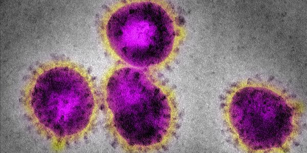Grafik zeigt Corona-Virus auf der Webseite der WHO