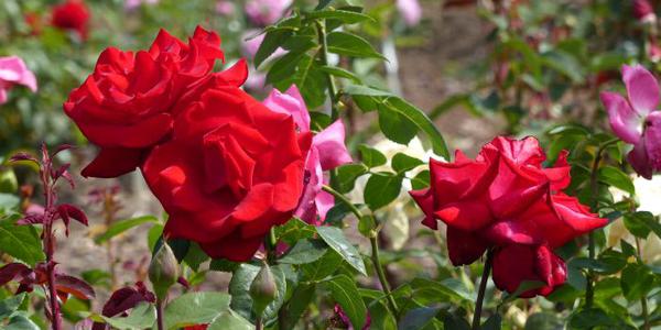 Bild zeigt drei rote Rosen