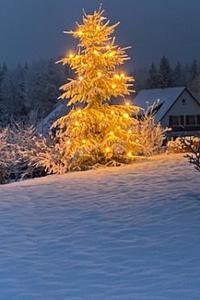 Beleuchteter Tannenbaum im Schnee