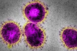 Grafik zeigt Corona-Virus auf der Webseite der WHO