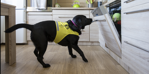 Zu helfenden Pfoten gehören auch ein starkes Gebiss - Hund öffnet Geschirrspüler