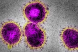 Grafik zeigt Corona-Virus auf der Webseite der WHO
