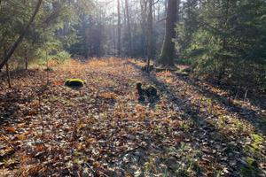 Bild von einem Waldweg