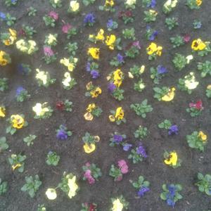 Blumen auf Beet