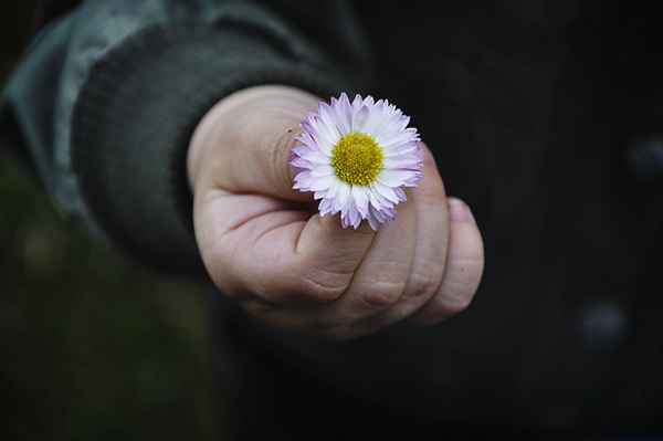 Gänseblümchen in der Kinderhand