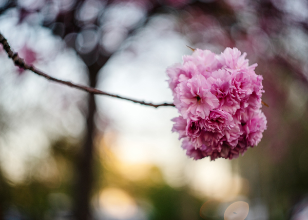 Japanische Kirschblüten