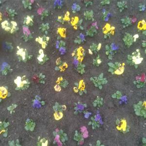 Blumenbeet