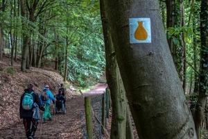 Waldabschnitt des Camino Incluso
