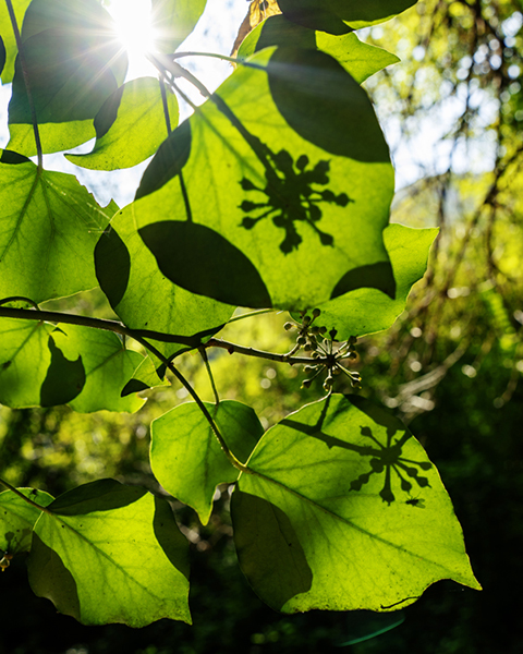 Sonnenstrahlen durch grüne Blätter