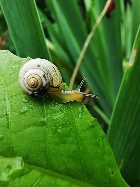 Eine Schnecke auf dem grünen Blatt