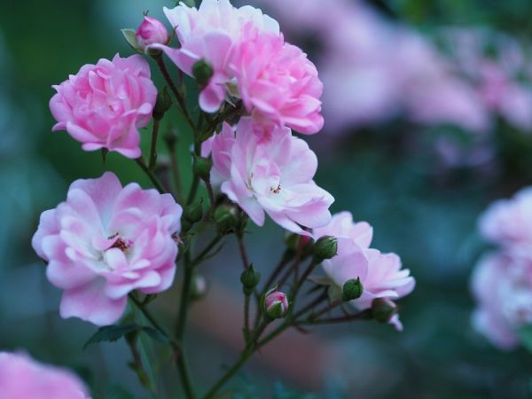 Blumen