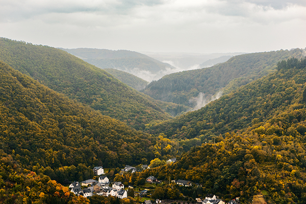Vernebelter Wald an der Mosel