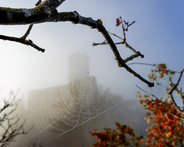 Niederburg im Nebel hinter dem Spinnenetz