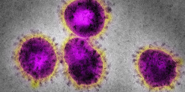 Grafik zeigt Corona-Virus auf der Webseite der WHO
