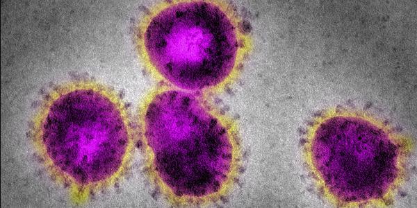 Grafik zeigt Corona-Virus auf der Webseite der WHO