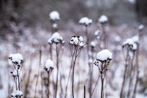 Schnee liegt auf trockenem Gras