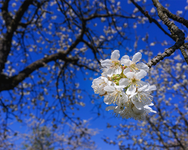 Blühender Baum