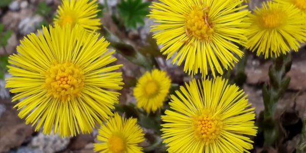 Einige Huflattisch Blüten gelb
