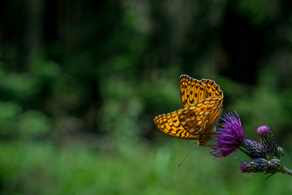 Schmetterling