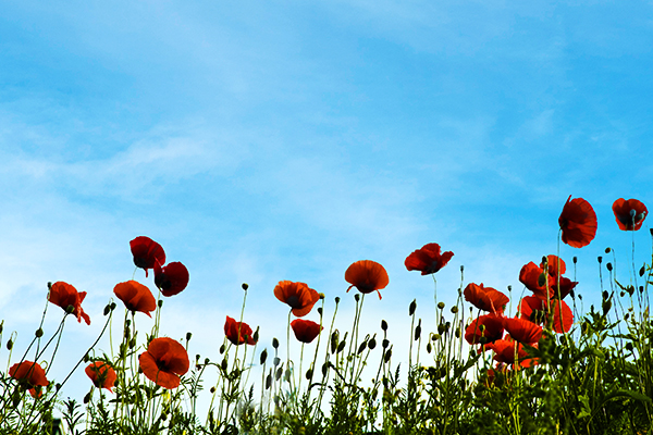 Mohn, der blaue Himmel als Hintergrund
