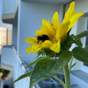 Foto zeigt Sonnenblume