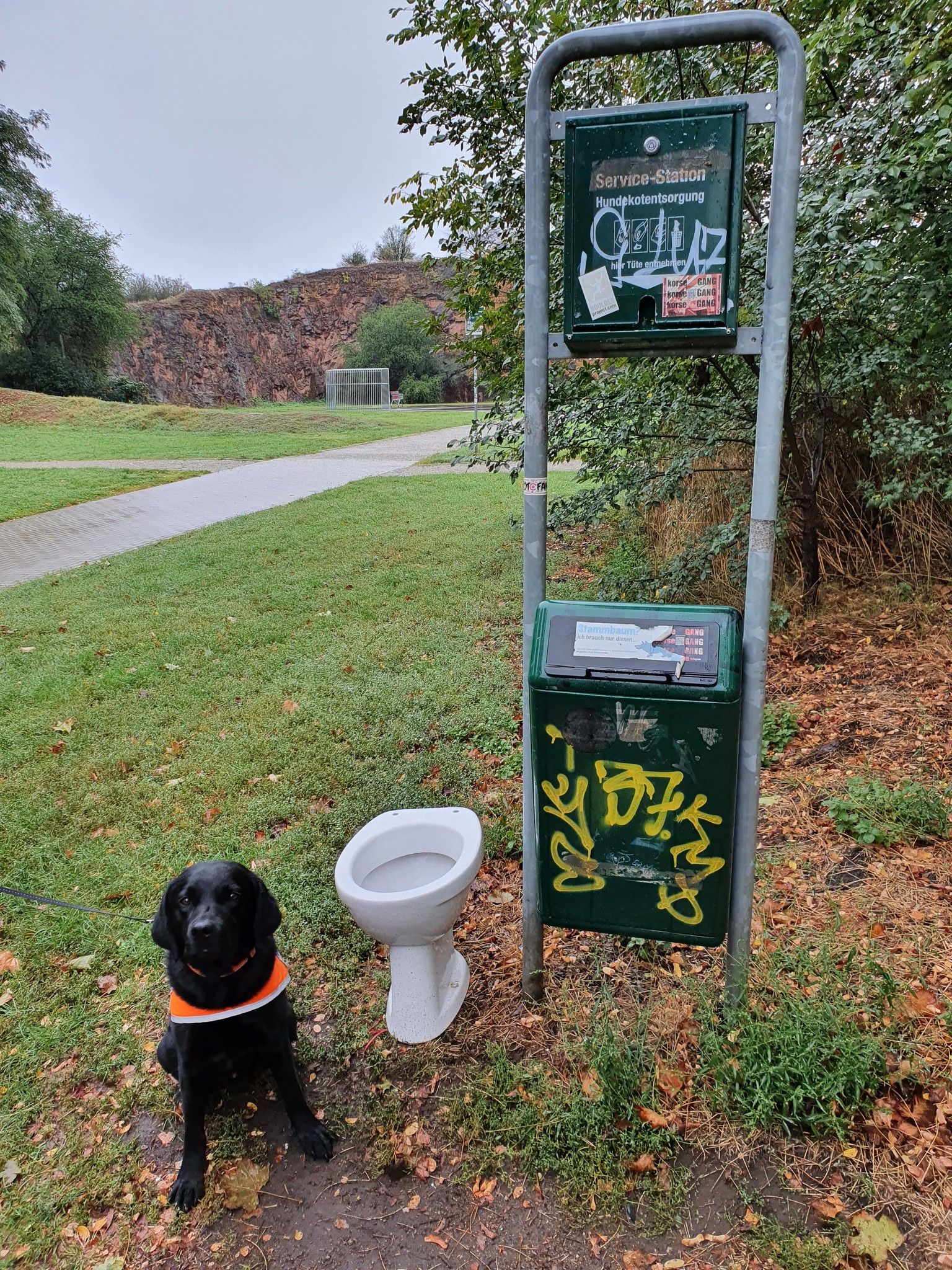 Führhund Paul vor Toilette auf einer Wiese