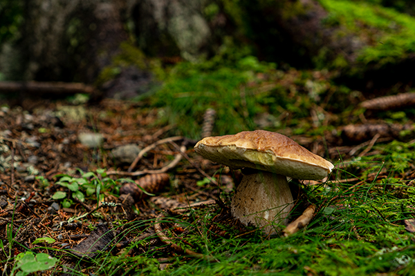 Pilz im Wald