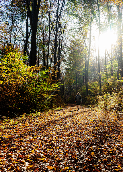 Ein Mensch im von Sonnenstrahlen durchdringen den Herbstwald