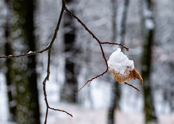 Schnee im Wald