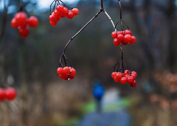 Schneeball Beeren unter dem Regen